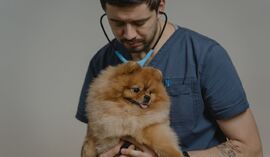 Jedna operacja psa może kosztować ponad 10 tys. zł. Wielu właścicieli nie wie o jednej rzeczy