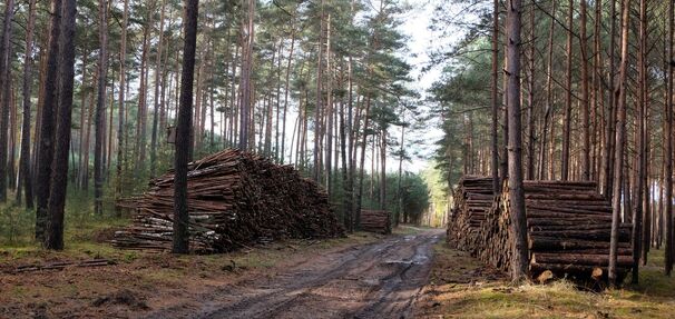 Nawet 30 tys. zł grzywny. Rząd zaostrza przepisy dotyczące lasów